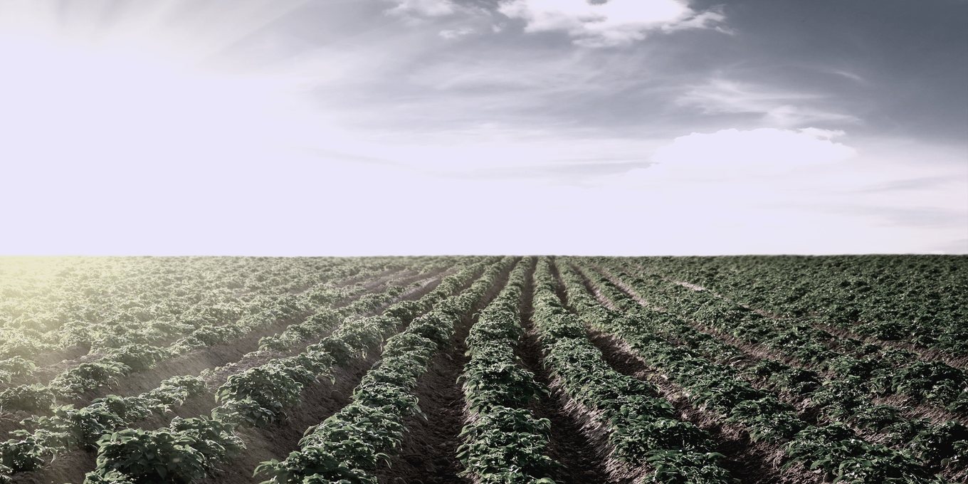 Planted rows running to the edge of a field